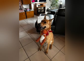 sanfter Rico in 88326 Zollenreute (Aulendorf) sucht sein Zuhause