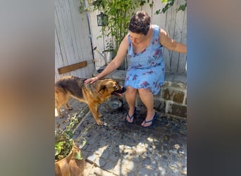 Molly sucht ein liebevolles Zuhause