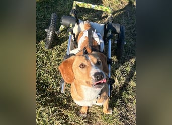 Handicap-Rüde ♥Tango♥ liebenswerter Kerl