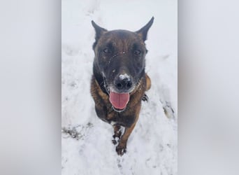 Leon: Malinois-Fans aufgepasst!