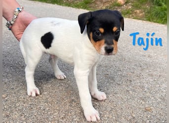 Tajín 12/2024 (ESP) - verschmuster, süßer Bodeguero-Pinscher-Mix Welpe!