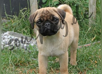Mops 2.0 Welpen, Rüde, 13 Wochen, Ahnentafel CfdM / VDH / FCI