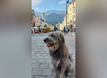 Balou wartet auf sein Für-Immer-Zuhause