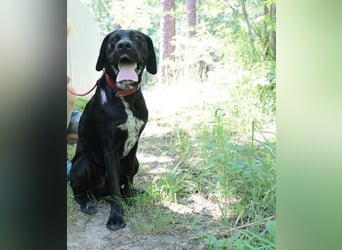 Elvis, Labrador-Deutsch Kurzhaar-Mix, geb. 2023, großer, sportlicher Familienhund