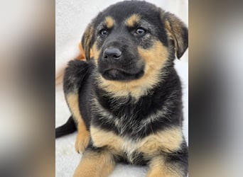 Noel, einer von 7 zauberhaften Hundewelpen die Familie suchen