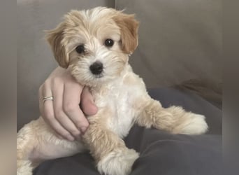 Maltipoo Welpe (Malteser+Pudel)