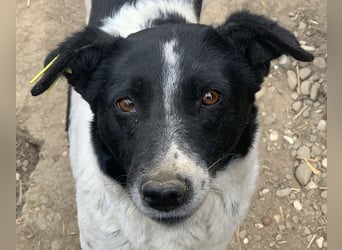 ♥ANGEL♥ so menschenbezogene, liebesbedürftige Hündin,die sich verzweifelt nach Zuneigung sehnt 46cm