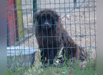 Arzu - Chow Chow Junghundrüde, geb. ca. 2022, sucht Freunde dieser Rasse