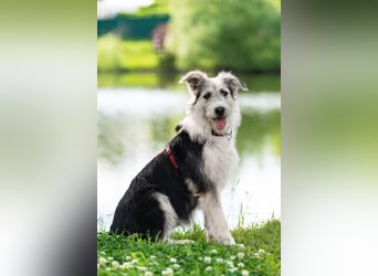 Verschmuste Lichi sucht ihre Menschen