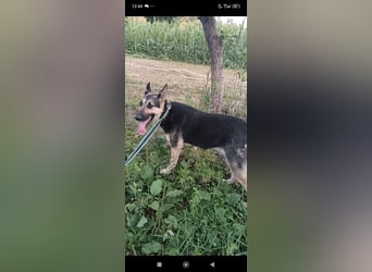Wunderschöne Schäferhund Mischling Alfa sucht ein liebevolles Zuhause