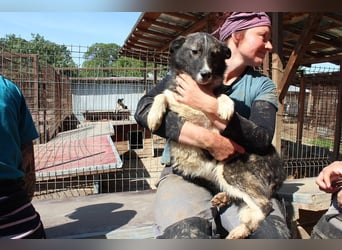 ♥NINCHEN♥ sehr zutrauliche Husky-Mix-Junghündin, die an uns Menschen sehr interessiert ist 44 cm