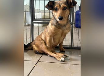 Bambi, geboren 2020 sucht tierliebe Menschen