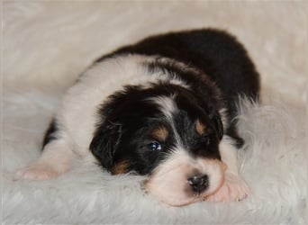 Australian Shepherd Welpen mit Pedigree