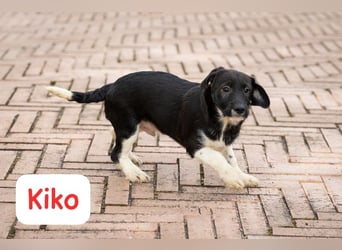 Kiko – auf geht’s,- ab nach Hause…….