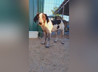 Ludwig sucht sein Körbchen