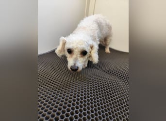 MILA - die liebe kleine Maus ist noch etwas zurückhaltend und sucht eine liebevolle Familie