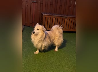 Joey SR - kleiner Kämpfer sucht sein Für-immer-Zuhause