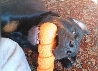 tolle Rottweilerhündin Daisy