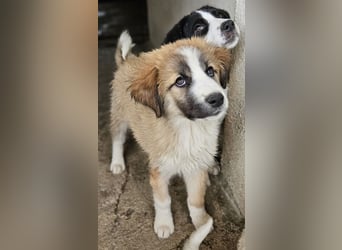 Zarina, geb. ca. 01/2025, lebt in GRIECHENLAND, im städt. Tierheim Serres