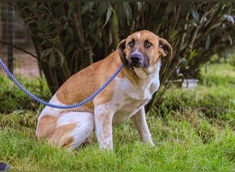Edgar, Mix Labrador / Rafeiro Alentejano, lieb und sozial