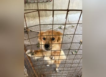 Romeo – riesengroßes Hundeherz im feinen, kleinen Pelz!