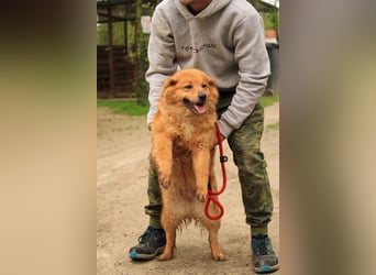 Nymeria LM – kleine Hündin mit großem Herz