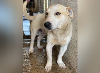 Pazzo, geb. ca. 06/2024, lebt in GRIECHENLAND, im städt. Tierheim Serres