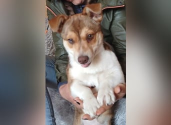 Chance - süßer Fratz sucht ein fröhliches Zuhause