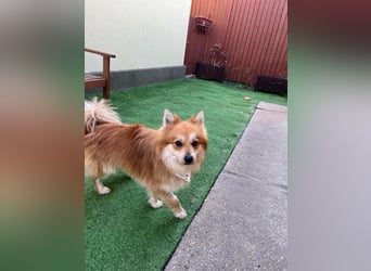 Tony SR - Ein treuer Begleiter sucht Zuhause