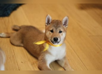 Schöne rote Shiba inu Welpen MEI, MIKA, MASARU mit FCI dokumenten