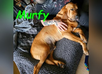 Notfall Murfy geb. 12/2019 (in Belgien) - Sabueso Espanol Rüde sucht DRINGEND ein Zuhause!