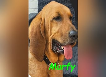 Notfall Murfy geb. 12/2019 (in Belgien) - Sabueso Espanol Rüde sucht DRINGEND ein Zuhause!