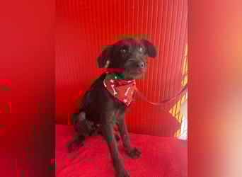 Pedro, Schnauzer-Mix, Rüde, geb. am 02.01.2025, ca. 40 cm, 10 kg