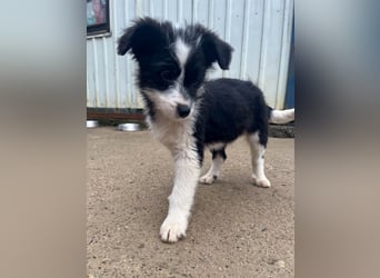 Neugieriger EDISON ist verspielt und liebt kuscheln