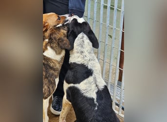 Milla - Gute-Laune-Hund wartet auf Sie