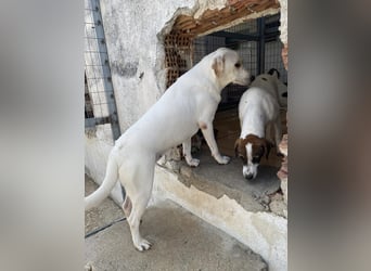 Bella Mischlingshündin ca. 2,7 Jahre alt in Griechenland