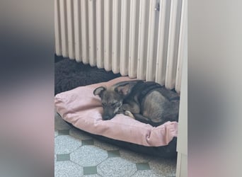 Zarte Tammi sucht dringend Hundekenner mit Herz