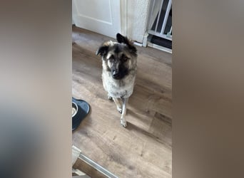 Süßer Cody(1 Jahr/53 cm/15 kg) sucht liebevolles Zuhause