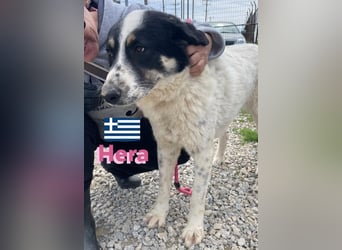 Hera , 09/23 - fröhliches liebes Mädel auf Heimatsuche