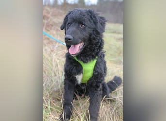 Verspielter TRUNTO - Traumbub mit dem Potential zum Herzenshund