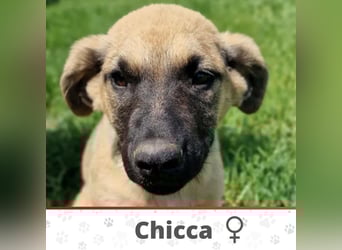 CHICCA ❤  wartet in 26676 Barßel auf Dich