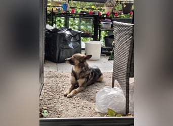 Grisa - eine ganz besondere Hundedame