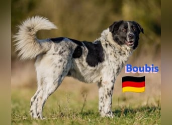 !!NOTFALL!!Boubis,geb.01/22,aufmerksamer Bub sucht eine führende Hand,bef.sich in 64579 Gernsheim