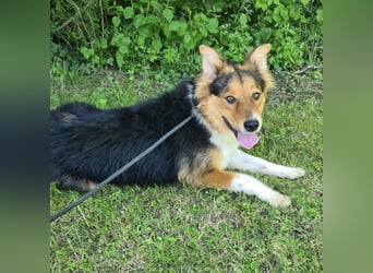 Charlie ein familiengeeigneter Hund