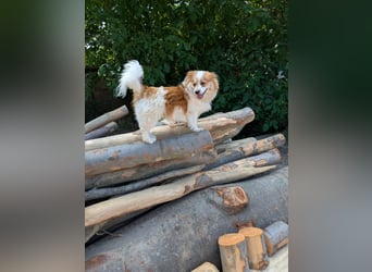 Toto  *auf Pflegestelle in 86850 Fischach*