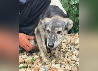 HERKULES - Hund sucht Mensch( en)