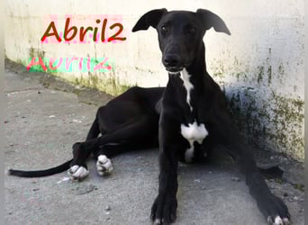 Abril2 10/2024 (ESP) - liebe und aufgeschlossene, junge Galga!