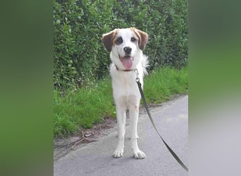 ⭐️MADGE⭐️, Hündin, 9 Monate, 55 cm, Mischling, Tierschutz