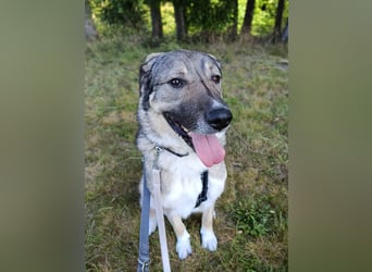 Angsthase Roxy sucht ein neues Zuhause