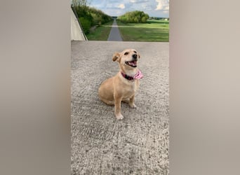 ZARA ❤️ ein süßer Schatz, Pflegefamilie Elsdorf